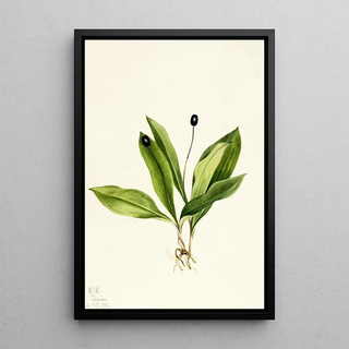 Mary Vaux Walcott - Queencup Clintonia uniflora.webp