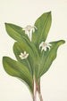 Fleur de clintonia uniflore - Mary Vaux Walcott — Ansicht des Kunstwerks