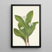 Fleur de clintonia uniflore - Mary Vaux Walcott — gerahmtes Bild an der Wand