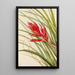 Tillandsia fasciculée - Mary Vaux Walcott — gerahmtes Bild an der Wand