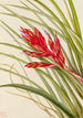 Tillandsia fasciculée - Mary Vaux Walcott — Ansicht des Kunstwerks