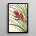 Tillandsia fasciculée - Mary Vaux Walcott — gerahmtes Bild an der Wand