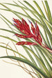 Tillandsia fasciculée - Mary Vaux Walcott — Ansicht des Kunstwerks