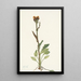 Sonnenblumen ohne Strahlen - Mary Vaux Walcott — gerahmtes Bild an der Wand