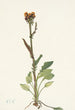 Sonnenblumen ohne Strahlen - Mary Vaux Walcott — Ansicht des Kunstwerks