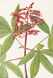 Marronnier rouge - Mary Vaux Walcott — Ansicht des Kunstwerks