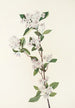 Fleur d'aronie rouge - Mary Vaux Walcott — Ansicht des Kunstwerks
