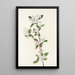 Fleur d'aronie rouge - Mary Vaux Walcott — gerahmtes Bild an der Wand