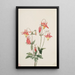 Ancolie rot - Mary Vaux Walcott — gerahmtes Bild an der Wand