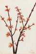 Roter Ahorn - Mary Vaux Walcott — Ansicht des Kunstwerks