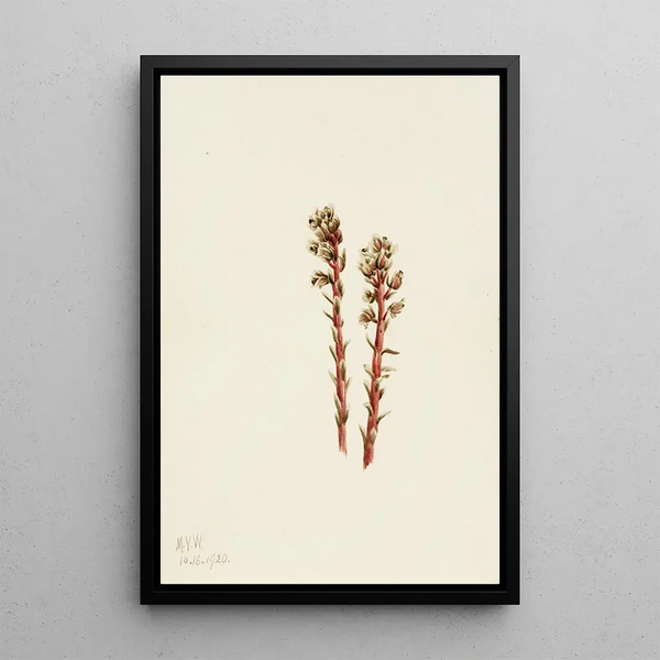 Mary Vaux Walcott - Red Pinesap Hypopitys lanuginosa.webp