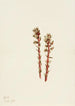 Hypopitys laineux - Mary Vaux Walcott — Ansicht des Kunstwerks
