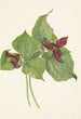 Trille rouge - Mary Vaux Walcott — Ansicht des Kunstwerks