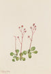 Saxifrage à tige rouge - Mary Vaux Walcott — Ansicht des Kunstwerks
