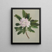 Rhododendron Rhododendron maximum - Mary Vaux Walcott — gerahmtes Bild an der Wand