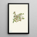 Saule des rochers Salix petrophila - Mary Vaux Walcott — gerahmtes Bild an der Wand