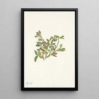 Mary Vaux Walcott - Rock Willow Salix petrophila.webp