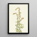 Armoise des rochers Artemisia discolor - Mary Vaux Walcott — gerahmtes Bild an der Wand