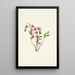 Kalmia des Kalmia microphylla der Rocky Mountains - Mary Vaux Walcott — gerahmtes Bild an der Wand