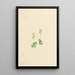 Twayblade des montagnes Rocheuses Ophrys necrophylla - Mary Vaux Walcott — gerahmtes Bild an der Wand