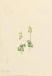 Twayblade des montagnes Rocheuses Ophrys necrophylla - Mary Vaux Walcott — Ansicht des Kunstwerks