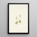 Twayblade des Berge Rocheuses Ophrys nephrophylla - Mary Vaux Walcott — gerahmtes Bild an der Wand