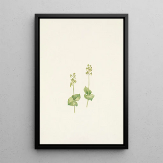 Mary Vaux Walcott - Rocky Mountain Twayblade Ophrys nephrophylla.webp