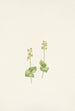 Twayblade des Berge Rocheuses Ophrys nephrophylla - Mary Vaux Walcott — Ansicht des Kunstwerks
