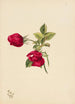 Rose - Mary Vaux Walcott — Ansicht des Kunstwerks