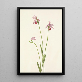 Mary Vaux Walcott - Rose Pogonia Pogonia ophioglossoides.webp