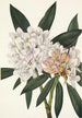 Rhododendron Rosebay Rhododendron maximum - Mary Vaux Walcott — Ansicht des Kunstwerks