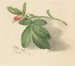Rosebud - Mary Vaux Walcott — Ansicht des Kunstwerks
