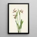 Orchidee Rosenknospe Pogonia divaricata - Mary Vaux Walcott — gerahmtes Bild an der Wand