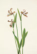 Orchidee Rosenknospe Pogonia divaricata - Mary Vaux Walcott — Ansicht des Kunstwerks