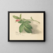 Rosebud - Mary Vaux Walcott — gerahmtes Bild an der Wand