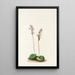 Orchis à feuilles rondes Orchis rotundifolia - Mary Vaux Walcott — gerahmtes Bild an der Wand
