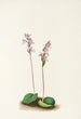 Orchis à feuilles rondes Orchis rotundifolia - Mary Vaux Walcott — Ansicht des Kunstwerks