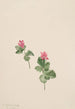 Rubus articus - Mary Vaux Walcott — Ansicht des Kunstwerks