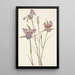 Mariposa à armoise Calochortus macrocarpus - Mary Vaux Walcott — gerahmtes Bild an der Wand