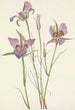 Mariposa à armoise Calochortus macrocarpus - Mary Vaux Walcott — Ansicht des Kunstwerks