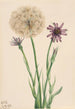 Salsifis Tragopogon porrifolius - Mary Vaux Walcott — Ansicht des Kunstwerks