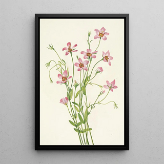 Mary Vaux Walcott - Saltmarsh Rosegentian Sabbatia stellaris.webp