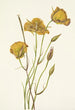 Mariposa von San Diego Calochortus weedii - Mary Vaux Walcott — Ansicht des Kunstwerks