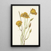 Mariposa von San Diego Calochortus weedii - Mary Vaux Walcott — gerahmtes Bild an der Wand