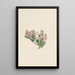 Myrte des sables Leiophyllum lyoni - Mary Vaux Walcott — gerahmtes Bild an der Wand