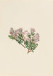 Myrte des sables Leiophyllum lyoni - Mary Vaux Walcott — Ansicht des Kunstwerks