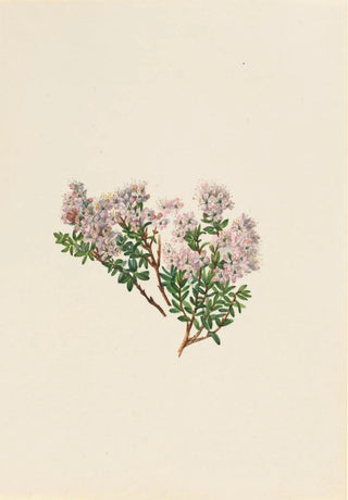 Mary Vaux Walcott - Sand Myrtle Leiophyllum lyoni.webp