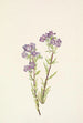 Phacélie des sables Phacelia linearis - Mary Vaux Walcott — Ansicht des Kunstwerks