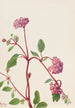Verveine des sables Abronia umbellata - Mary Vaux Walcott — Ansicht des Kunstwerks
