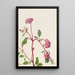 Verveine des sables Abronia umbellata - Mary Vaux Walcott — gerahmtes Bild an der Wand